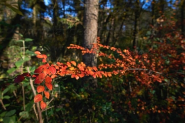 Herbst im Wald(Nr. EN1285)