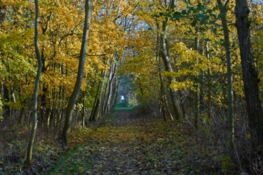 Waldweg im Herbst (Nr. EN3292)